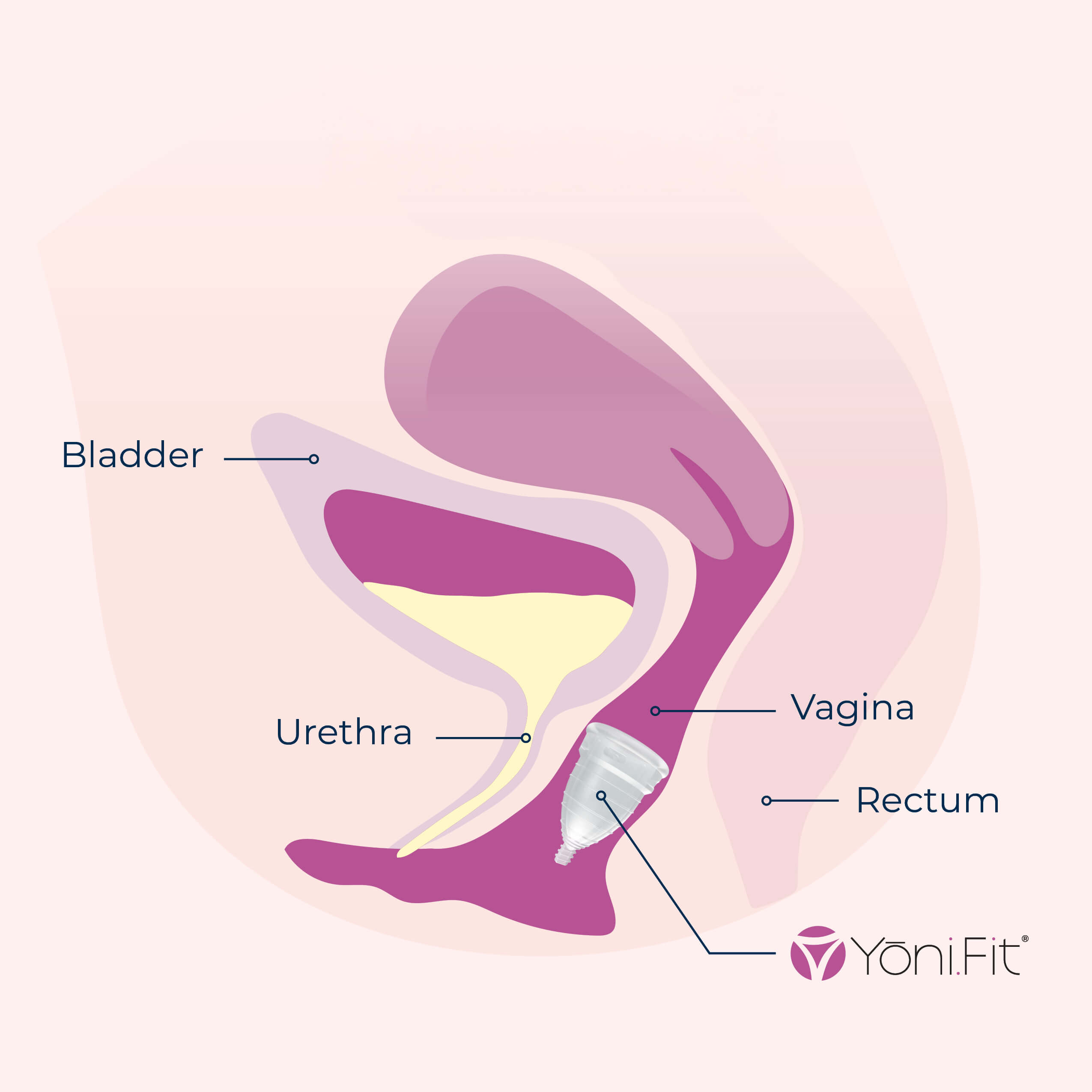 Illustration of internal anatomy showing YoniFit in position
